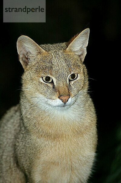 Dschungelkatze (felis chaus)  PORTRAIT EINES ERWACHSENEN