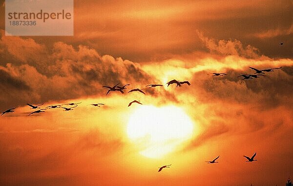 Kraniche (Grus grus) bei Sonnenuntergang  Mecklenburg-Vorpommern  Flug Kranich  Deutschland  Europa