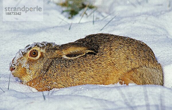 Europäischer Feldhase (lepus europaeus)  Erwachsener liegend auf Schnee