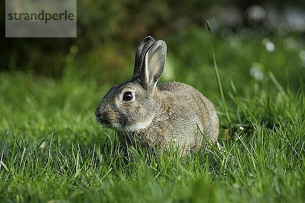 Europäisches Kaninchen (oryctolagus cuniculus) oder Wildkaninchen  erwachsen  stehend auf Gras  Normandie