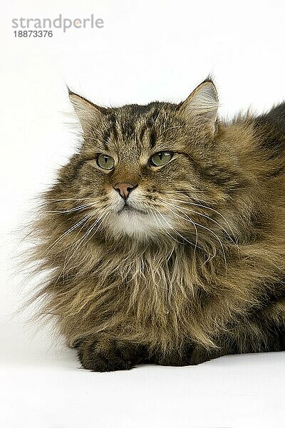 Angora Hauskatze  Portrait eines Katers vor weißem Hintergrund