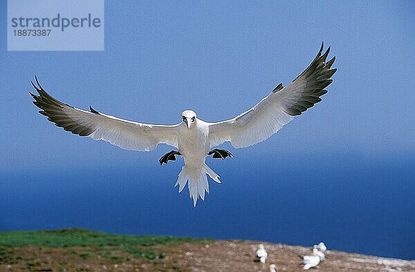 Basstölpel (sula bassana)  ERWACHSENE IM FLUG  BONAVENTURE ISLAND IN QUEBEC