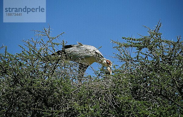 SEKRETÄRVOGEL (sagittarius serpentarius) ERWACHSENER FÜTTERT KÜCKE IM NEST