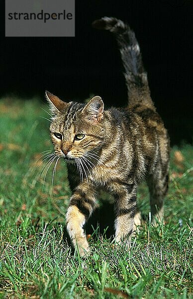 EUROPÄISCH BRAUN GESTROMTE HAUSKATZE  ERWACHSEN  LÄUFT AUF GRAS