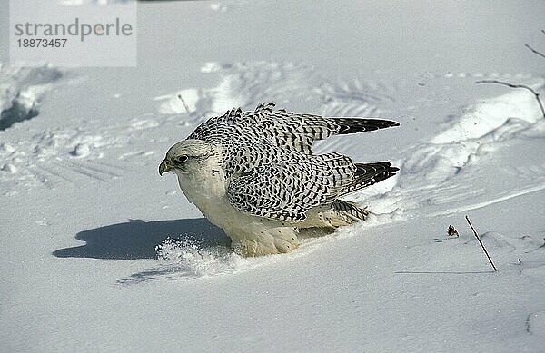 GYRFALKE (falco rusticolus)  ERWACHSENER IM SCHNEE  KANADA