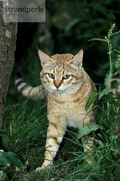 AFRIKANISCHE WILDKATZE (felis silvestris lybica)  ERWACHSENER AUF GRAS STEHEND