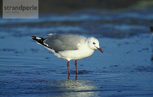 Hartlaub's Möwe  larus hartlaubii  Erwachsener auf Nahrungssuche am Strand  Südafrika