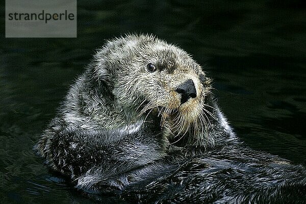 MEERESAKROBATEN (enhydra lutris)  ERWACHSENER  MONTEREY BAY IN KALIFORNIEN