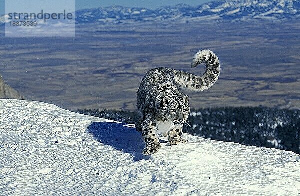 Schneeleopard oder Unze  uncia uncia  Erwachsener stehend auf Schnee