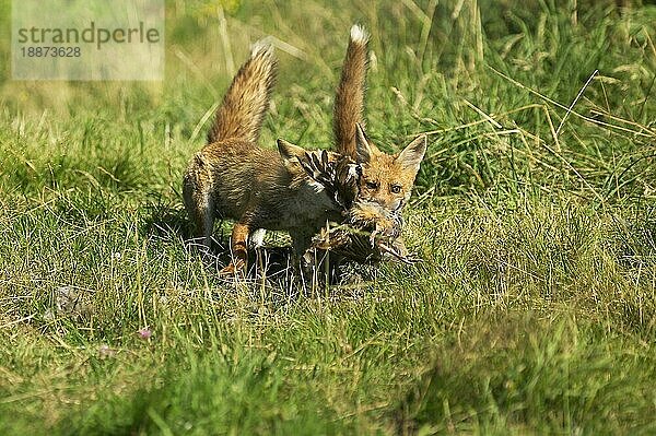 ROTFUCHS (vulpes vulpes)  ERWACHSENER TÖTET EIN TEILCHEN  NORMANDY IN Frankreich