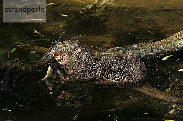 Zwergotter (aonyx cinerea)  ERWACHSENER IM WASSER FISCHEN FUTTEREND