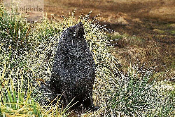 ANTarktische Pelzrobbe (arctocephalus gazella)  MÄNNLICHES ERWACHSENES