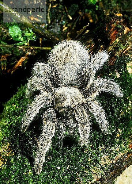 Spinne  theraphosa sp  Erwachsener stehend auf Moos