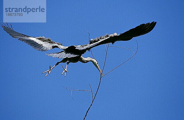 Graureiher (ardea cinerea)  Erwachsener im Flug mit Nistmaterial im Schnabel  Camargue in Frankreich