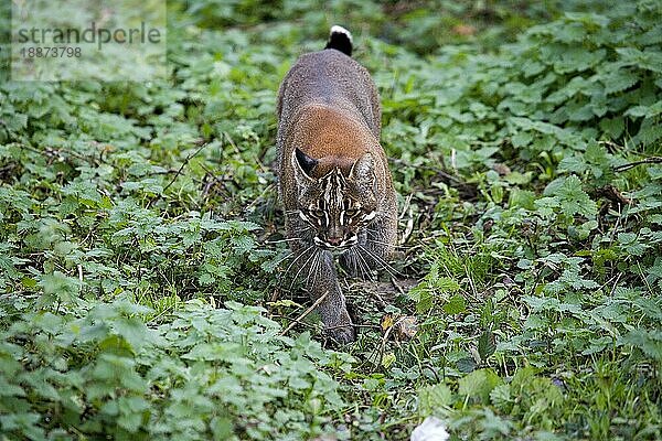 Asiatische Goldkatze oder Temminck-Katze  catopuma temmincki  Erwachsene