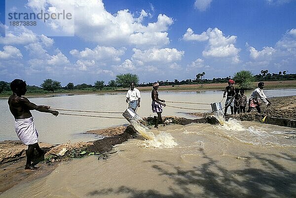 Traditionelle konventionelle Bewässerung aus einem Tank mit einer Dose  Tamil Nadu  Südindien  Indien  Asien