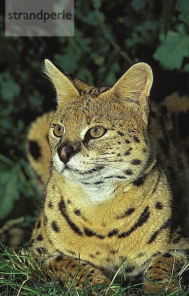 SERVAL (leptailurus serval)  ERWACHSENER LEGT SICH AUF GRAS