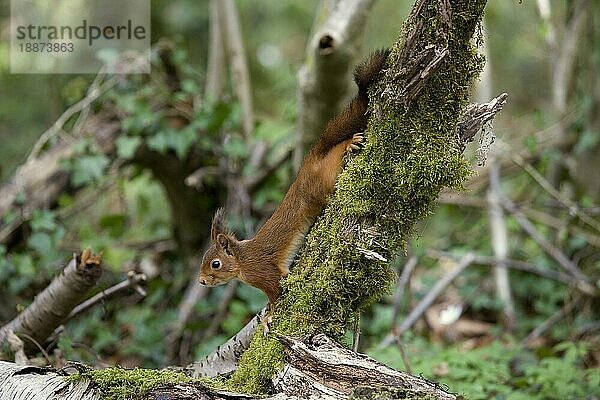 Europäisches Eichhörnchen (sciurus vulgaris)  ERWACHSENER AUF BRANCHE STEHEND  NORMANDY