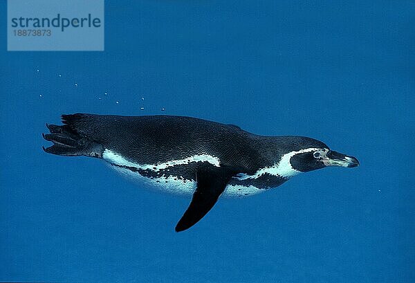 HUMBOLDT PENGUIN (spheniscus humboldti)  SCHWIMMENDE ERWACHSENE  UNTERWASSERANSICHT