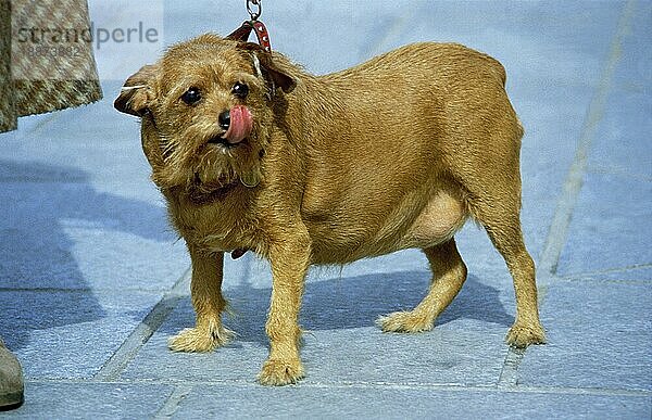 Haushund  übergewichtiger Erwachsener leckt sich die Nase