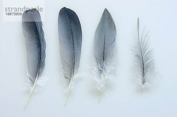 Grey Heron  feather  Graureiher (Ardea cinerea)  Federn  Feder  innen  Studio Reiher