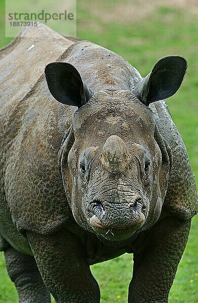 Indisches Nashorn (rhinoceros unicornis)  adult