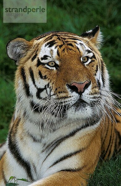 Sibirischer Tiger (panthera tigris altaica)  Portrait eines Erwachsenen