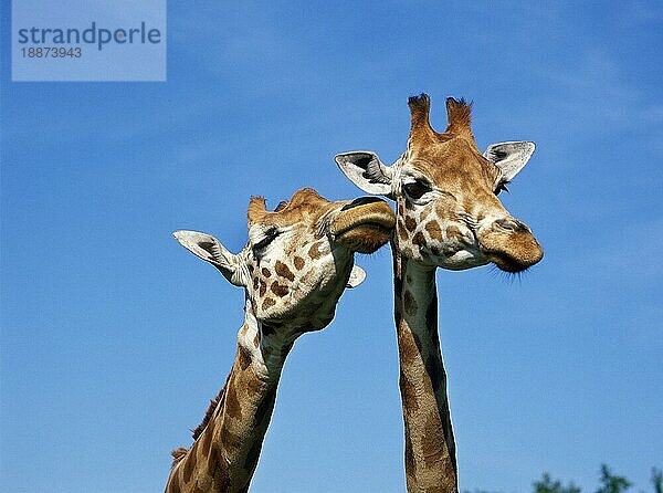Rothschild-Giraffe (giraffa camelopardalis rothschildi)