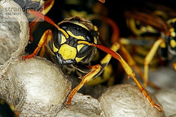 Gemeine Wespe (vespula vulgaris)  Erwachsener auf Nest  Normandie