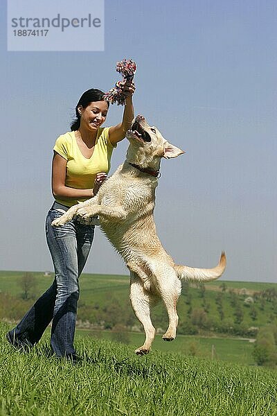 Frau und Labrador-Retriever  Rüde  mit Spielzeug  freistellbar