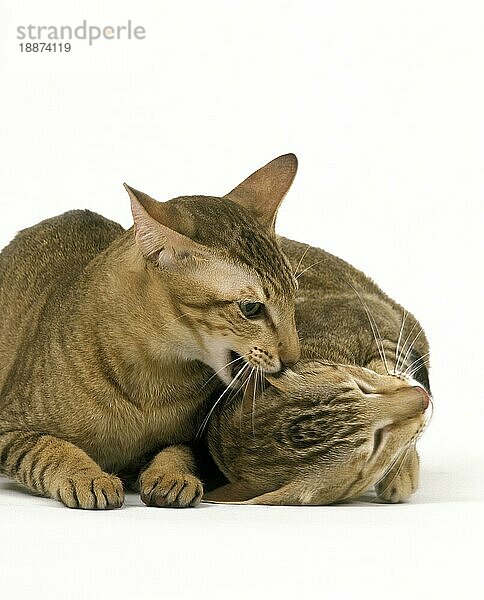 Brown Tabby Orientalische Hauskatzen  Erwachsene kämpfen gegen weißen Hintergrund