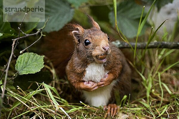 Europäisches Eichhörnchen (sciurus vulgaris)  erwachsen  mit Haselnuss im Maul  Normandie