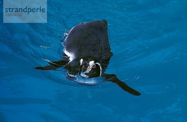 HUMBOLDT PENGUIN (spheniscus humboldti)  ERWACHSENER IM WASSER AUF DER SUCHE NACH FISCHEN