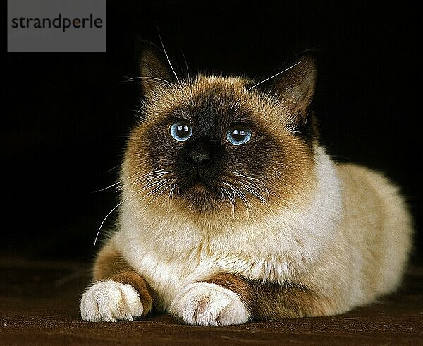 Birma-Katze  Erwachsene liegend vor schwarzem Hintergrund