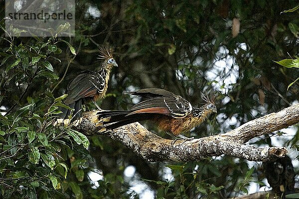 Hoatzin (opisthocomus hoazin)  Erwachsene auf Ast  Los Lianos in Venezuela