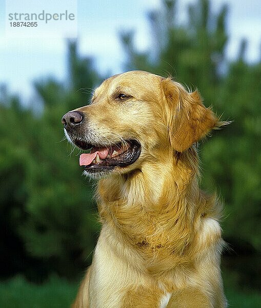 Golden Retriever Hund  Portrait eines Erwachsenen