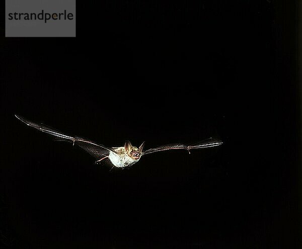 Großes Mausohr (myotis myotis)  ERWACHSENER IM FLUG