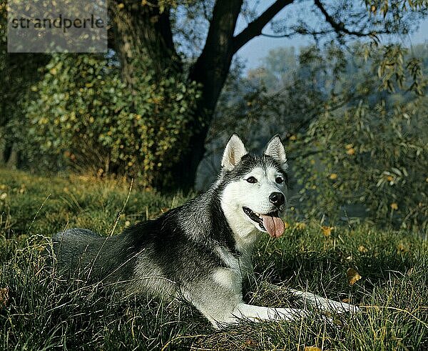 Siberian Husky  Erwachsener liegt auf Gras