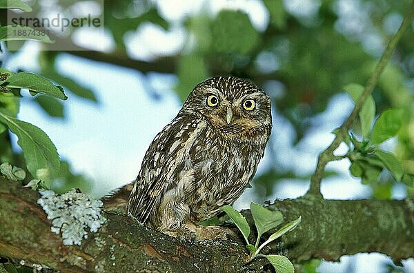 KLEINE EUBE (athene noctua)  ERWACHSENER AUF BRANCHE  NORMANDY IN Frankreich