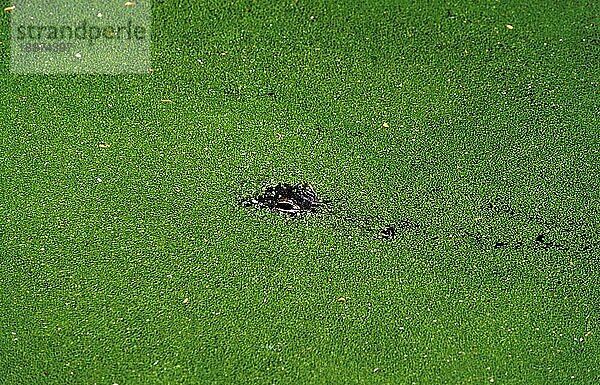 Amerikanischer Alligator  alligator mississipiensis  Erwachsener getarnt in Wasserlinsen