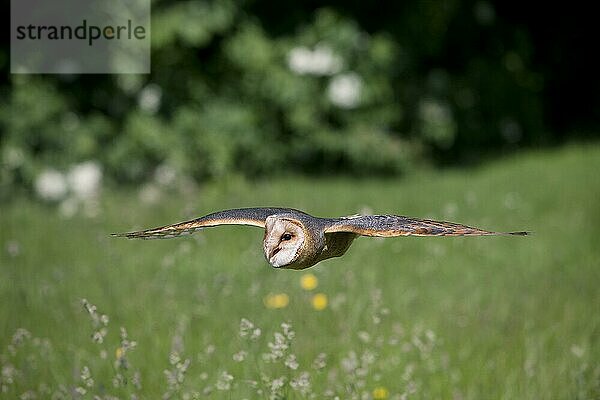 Schleiereule (tyto alba)  Erwachsener im Flug