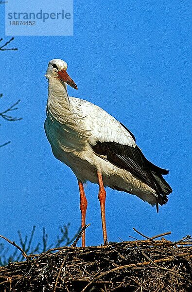 Weißstorch (ciconia ciconia)  Erwachsener auf Nest  Elsass in Frankreich