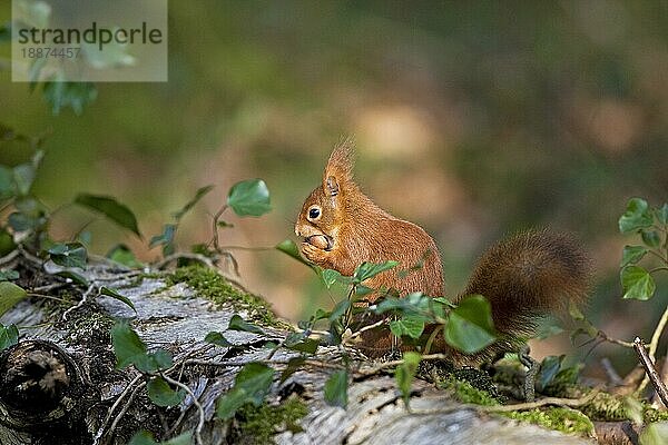 Europäisches Eichhörnchen (sciurus vulgaris)  ERWACHSENER FÄSST HAZELNUSS  NORMANDY