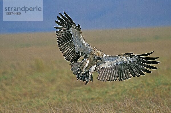 Afrikanischer Weißrückengeier (gyps africanus)  Erwachsener im Flug  Masai Mara Park in Kenia