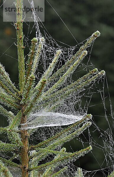 Spinnennetz mit Tautropfen  an Fichte