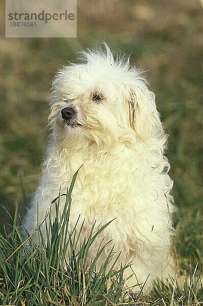 Bichon Bolognese Hund  Erwachsener stehend auf Gras