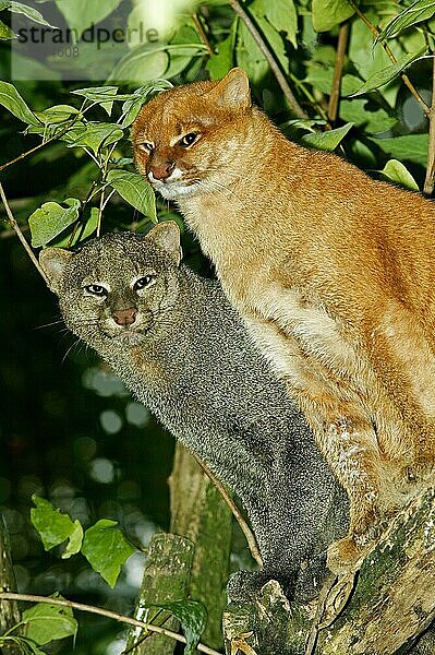 Jaguarundi  herpailurus yaguarondi  Erwachsene auf Ast