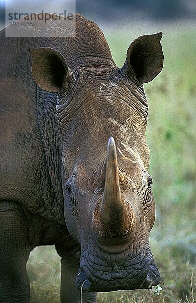 Breitmaulnashorn (ceratotherium simum)  Porträt eines Erwachsenen  Südafrika