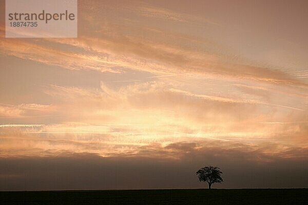 Apfelbaum auf einem Feld bei Sonnenaufgang