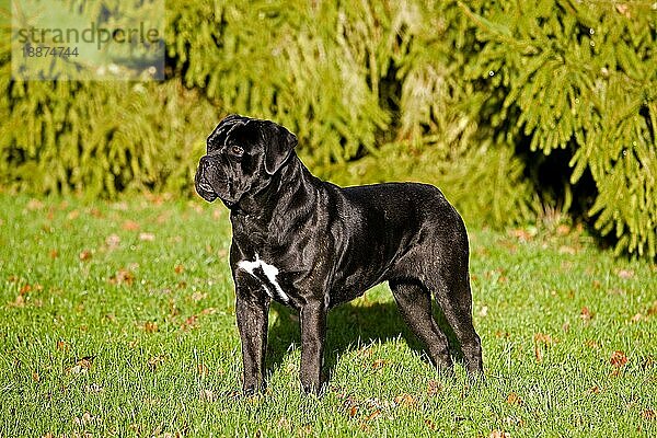 Cane Corso  eine Hunderasse aus Italien  Erwachsener stehend auf Gras